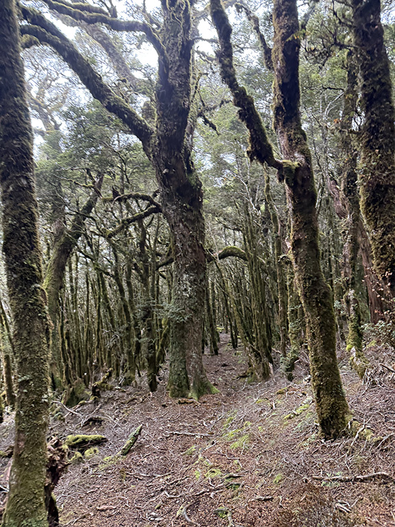 Kirwans hut reefton new zealand